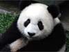 Theme: Dieren kaarten e-card: panda beer