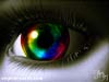 het oog