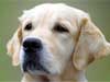 alerte hond