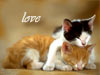 love katten
