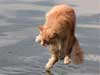 waterkat