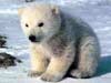 Animal e-cards, baby polar bear