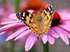 Animal cards, a beautiful butterfly sitting on a flower