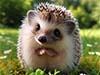 Theme: Animal cards e-card: the hedgehog