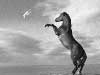 Animal cards, animation of a horse and bird