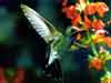 hummingbird