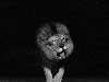 Animal cards, the roaring lion