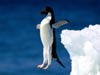 animal ecards penguin bomb