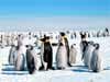 wildlife animal ecards, Emperor Penguins