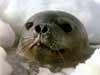 Animal cards, cute seal, animals on e-cards