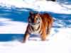 Animal e-cards, tiger in the snow