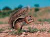 Animal cards, cute squirrel, animals on e-cards