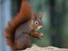 animal ecards curious squirrel