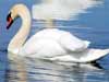 Animal cards, graceful swan, animals on e-cards