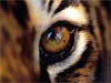Animal cards, eye of the tiger close up, animals on e-cards