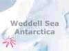 Animal e-cards, penguins on the Weddel Sea, Antarctica