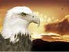 Animal e-cards, majestic eagle