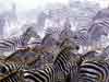 Animal cards, zebras on the move, animals on e-cards