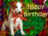 Birthday cards Happy Birthday Dog
