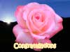 Birthday cards congratulations pink rose wish