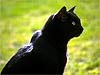 cat nora