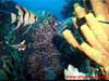 Christmas Card: Aquarium 2026, Animated Ecard