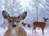 Christmas E-Card: Christmas Deers in the Snow with Real Falling Snow