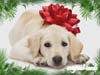 Christmas Card: Dog with Bow