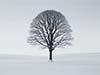 Christmas E-Card: The Lonely Tree
