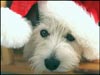 Christmas Card: Dog with Santa's Hat