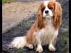 E-Cards with Dogs: Cavalier Puppy