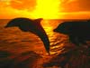sunset jump