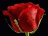 big rose