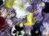 bed of flowers