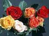 Flower greeting cards colorful bouquet of roses