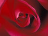 Flower greeting cards closeup from a rose heart of love