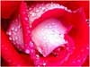 Flower greeting cards exotic rose heart shows passion