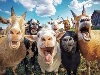 Humor E-Cards, the whole Cattle is laughing at you