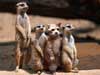 Funny E-cards, all Meercats huh?
