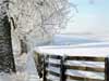 New Year Greeting with snowy landscape