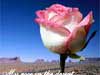 Romantic E-Cards, Desert Rose