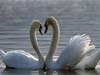 Love cards, Swan Couple