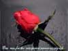 Romantic E-Cards, One Rose for My Special Love