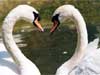 Love cards, Swan Dance