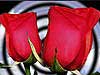 Cards with love and passion together